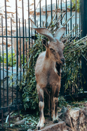 A young mountain goat in an enclosure in the city zoo. Moscow, Russia, July 2020.のeditorial素材