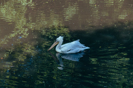A white Pelican swimming in a pond at the city zoo. Moscow, Russia, July 2020.のeditorial素材