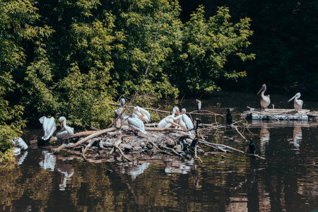 A flock of white pelicans sitting on Islands of twigs in a pond in the city zoo. Moscow, Russia, July 2020.のeditorial素材