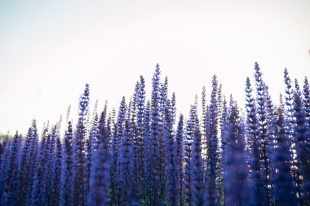 Bright lavender bushes close-up. Blooming lavender. Selective focus.の写真素材