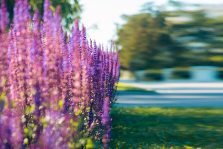 Bright lavender bushes close-up against the blue sky. Blooming lavender in the city Park.の写真素材