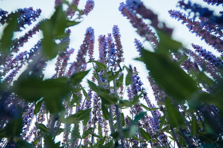 View from the bottom of the bright lavender bushes close-up looking up. Blooming lavender.の写真素材