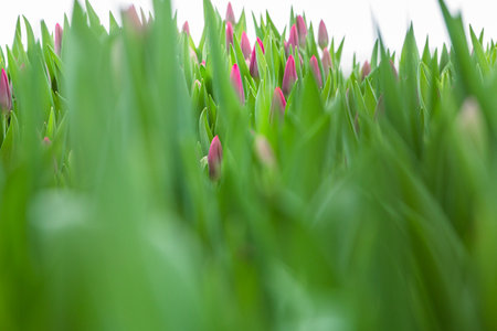Pink ulips, flowers, greenhouse. Beautiful tulips blooming in the greenhouse. Floral backgroundの写真素材