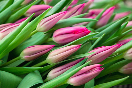 Bouquet of pink tulips close-up, a beautiful bouquet of tulips on the background of nature. Spring landscape. Floral backgroundの写真素材