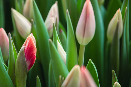 Bouquet of pink tulips close-up, a beautiful bouquet of tulips on the background of nature. Spring landscape. Floral backgroundの写真素材