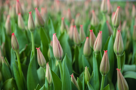 Pink tulips, flowers, greenhouse. Beautiful tulips blooming in the greenhouse. Floral backgroundの写真素材