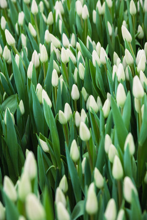 White tulips, flowers, greenhouse. Beautiful tulips blooming in the greenhouse. Floral backgroundの写真素材