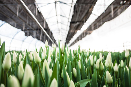 White tulips, flowers, greenhouse. Beautiful tulips blooming in the greenhouse. Floral backgroundの写真素材