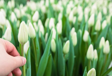 A womans hand holds a white tulip, tulips grown in a greenhouse, flowers. Beautiful tulips bloom in the greenhouse. Floral backgroundの写真素材