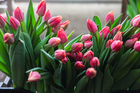 Bouquet of pink tulips close-up, a beautiful bouquet of tulips on the background of nature. Spring landscape. Floral backgroundの写真素材