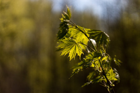young maple leaves shine through in the sun. maple leaf textureの写真素材