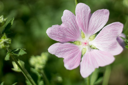 pink flowers in the garden. green backgroundの写真素材