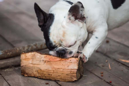 french bulldog plays with a log in nature. black and white dog. playful dogの写真素材
