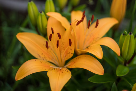 yellow lilies in the garden. many colors. beautiful flowers. greenery aroundの写真素材