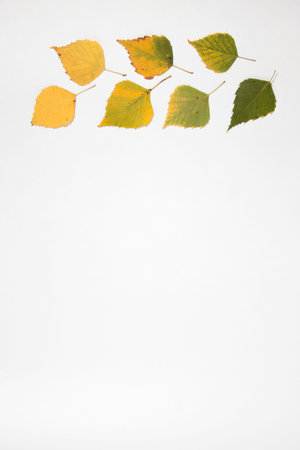 autumn flatlay of leaves on white background with place for text