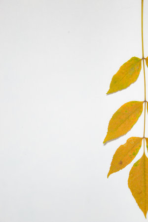 autumn flatlay of leaves on white background with place for textの写真素材
