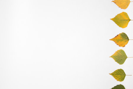 autumn flatlay of leaves on white background with place for textの写真素材