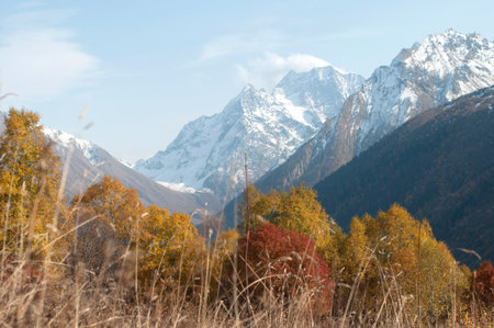 The autumn season in the mountains. Golden trees in the background of snowy mountain peaks.Beautiful mountain landscapes.の写真素材