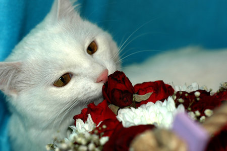 White cat gets acquainted with flowers.の写真素材