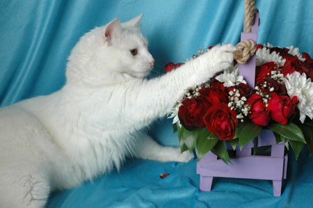 White cat gets acquainted with flowers.の写真素材