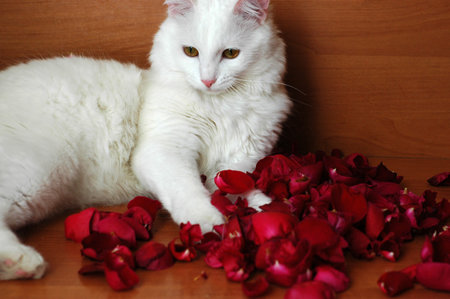 A white cat is playing with rose petals. Soft fluffy white cat.の写真素材