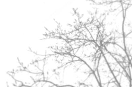Shadow mockup. Abstract Summer background of shadows branch leaves tree on a white wall. White and...