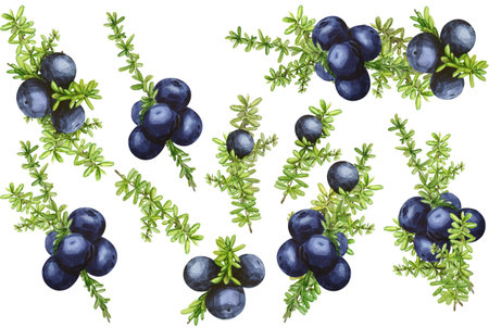 Set of black forest northern berries of the crowberry, painted in watercolor. Ideal for wedding invitations, cards, designの写真素材
