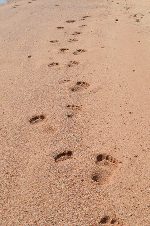 footprints in the sand by the seaの写真素材