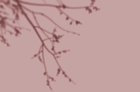 Summer background of shadows branch leaves on a wall for overlaying a photo or mockup