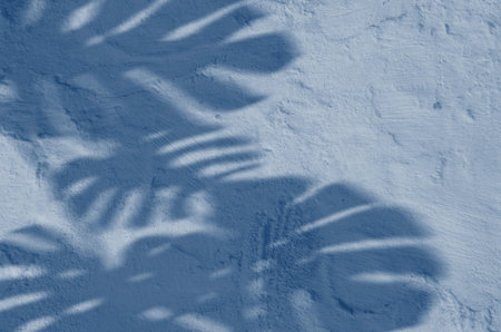 abstract background textuer of shadows leaf on a concrete wall. Classic Blue color. Color of the year 2020の写真素材
