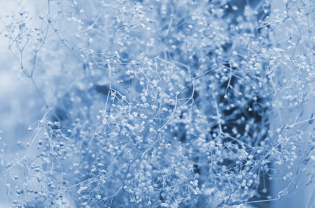 Classic blue background, copy space. Color of the year 2020. Nature floral background