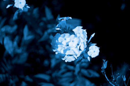 Classic blue background, copy space. Color of the year 2020. Nature floral background