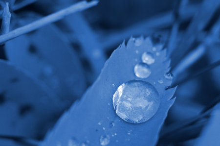 Classic blue background, copy space. Macro leaves close up. Color of the year 2020. Nature floral backgroundの写真素材