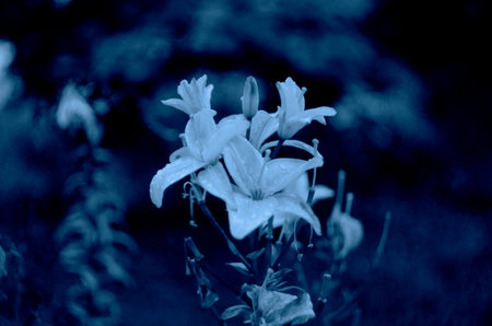 Classic blue background, copy space. Color of the year 2020. Nature floral backgroundの写真素材