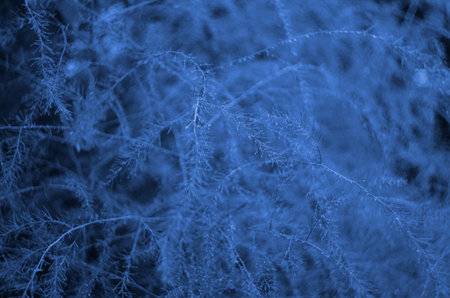 Classic blue background, copy space. Color of the year 2020. Nature floral background.の写真素材