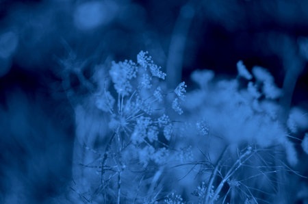 Classic blue background, copy space. Color of the year 2020. Nature floral background
