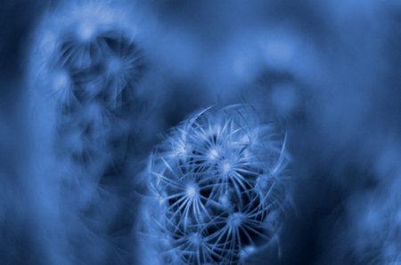 Macro of cactus close up. Classic Blue color. Color of the year 2020. Trendy color
