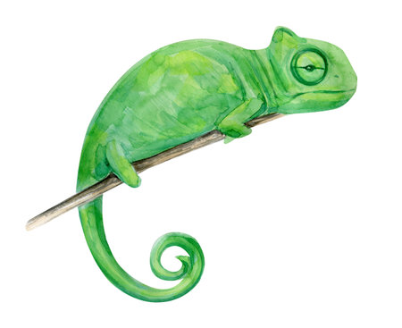 Watercolor illustration tropical exotic chameleon. Perfect as background texture, wrapping paper, textile or wallpaper design. Hand drawn isolated animalの写真素材
