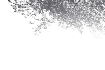 Shadow mockup. Abstract Summer background of shadows wild herbs on a white wall. White and Black for overlaying a photo or mockupの写真素材