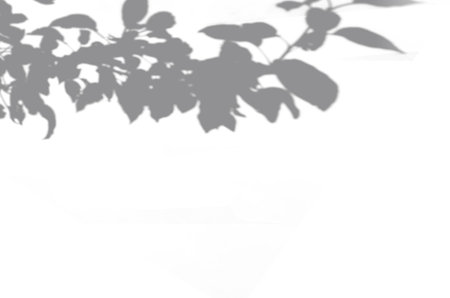 Shadow mockup. Abstract Summer background of shadows branch leaves on a white wall. White and Black...