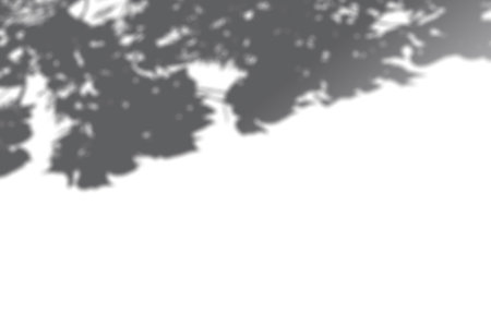 Shadow mockup. Abstract Summer background of shadows branch leaves on a white wall. White and Black for overlaying a photo or mockupの写真素材