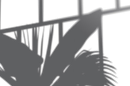 Shadow mockup. Abstract Summer background of shadows window on a white wall. White and Black for...