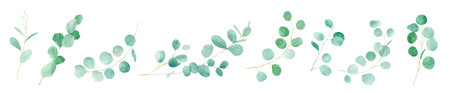 Watercolor green floral with eucalyptus. Hand painted branches eucalyptus.の写真素材