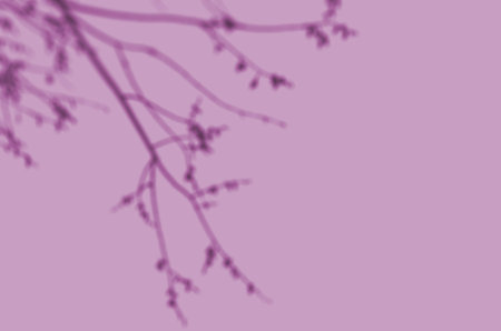 Shadow mockup. Abstract Summer background of shadows branch leaves on a wall for overlaying a photo...