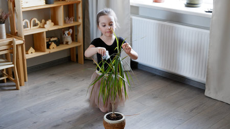 Little child girl is houseplants a flower in pot at home. She wipes the leaves of a plantの写真素材