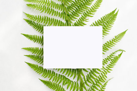 Stationery mockup with green ferns on a white background. In a minimalist style. For wedding invitations, greeting cards or branding.の写真素材