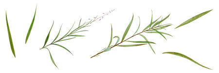 Hand drawing watercolor set of wild forest flowers willow herb, leaves and branches. illustration isolated on white. Perfect for summer wedding invitationの写真素材