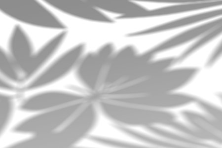 Realistic Tropical leaves shadow overlay effect isolated. Exotic plant leaves blur shadows on a...