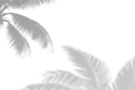 Realistic palm leaf shadow overlay effect. Tropical plant leaves blur shadows on a white wall. White...