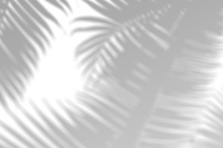 Realistic palm leaf shadow overlay effect. Tropical plant leaves blur shadows on a white wall. White...